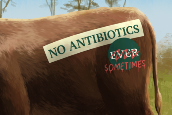 cow with a sign on its rear that says no antibiotics sometimes